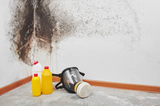 Best Mold Remediation for Specific Building Types in Deans, NJ