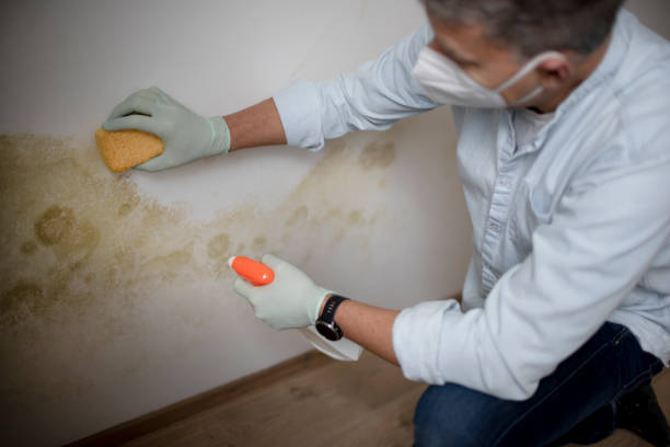 Best Black Mold Remediation in Deans, NJ