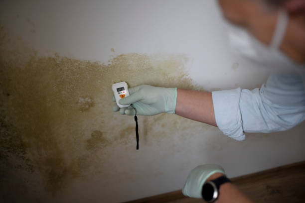 Best Localized Mold Remediation (e.g., coastal areas, humid climates) in Deans, NJ