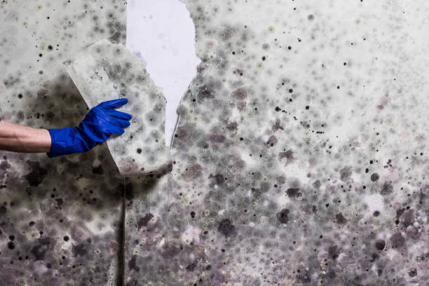 Best White Mold Remediation in Deans, NJ